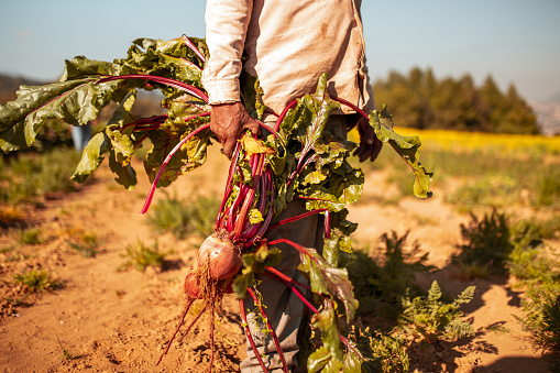 Man standing in the field and holding beet