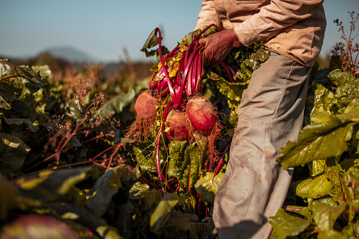 Man holding beet in the field