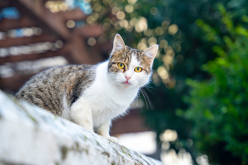 Street homeless cat with big green eyes looks scared at passerby.