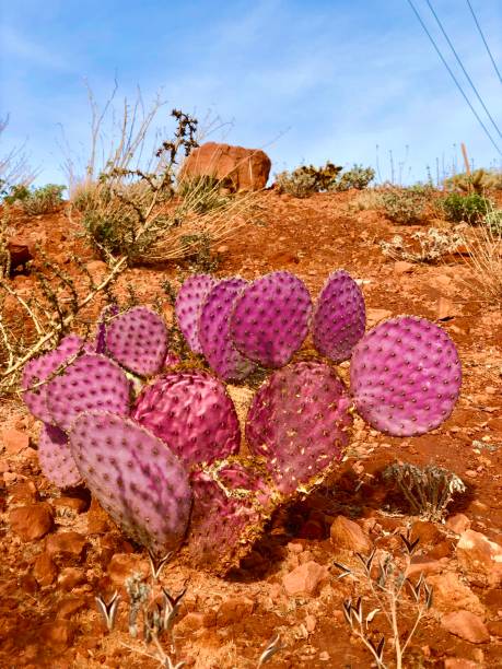 istock Violet Pricklypear in Utah 1294607565