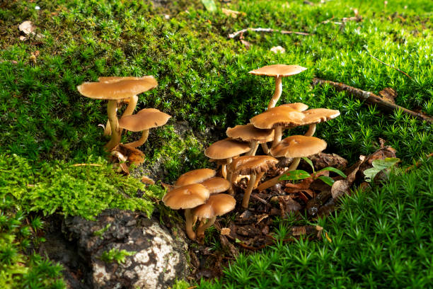 istock Tree stump covered with brown fungi 1294608544