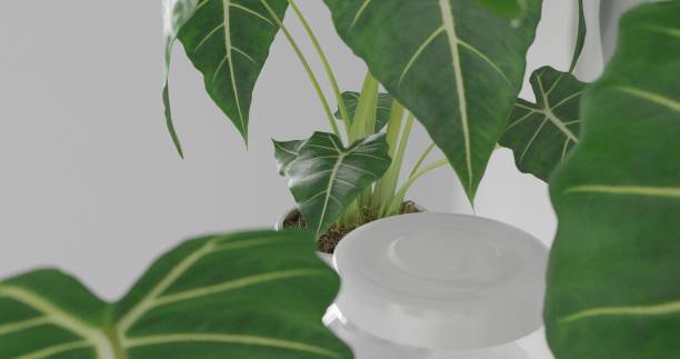 3d render Front view of empty shelf on white table showcase and wall background with natural window light. Display of backdrop shelves for showing minimal concept. tree plant, glass and coffee cup. 3d renderizar vista frontal del estante vacío en el escaparate de la mesa blanca y el fondo de la pared con la luz natural de la ventana. visualización de estantes de fondo para mostrar un concepto mínimo. planta de árboles, vidrio y taza de café.