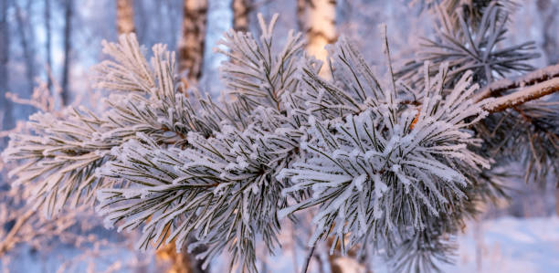 istock Winter background. A pine tree in hoarfrost and snow 1294611128