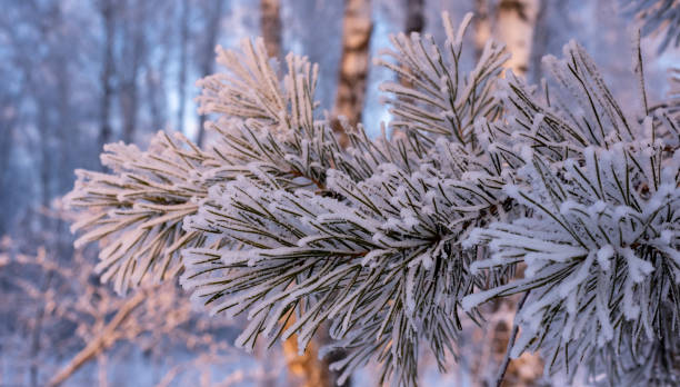 istock Winter background. A pine tree in hoarfrost and snow 1294611135