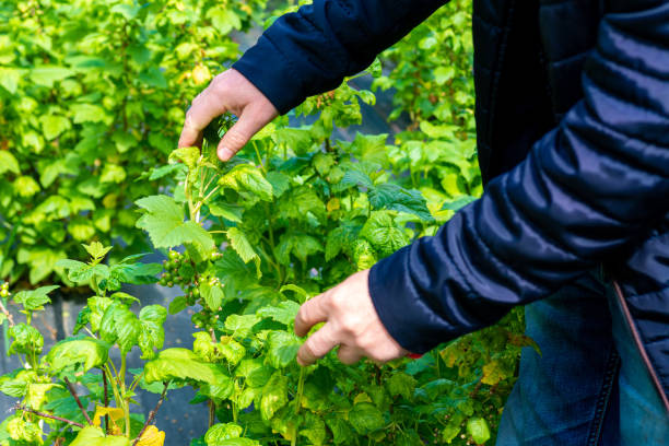 istock Unripe green currant bush in the spring. 1294611723