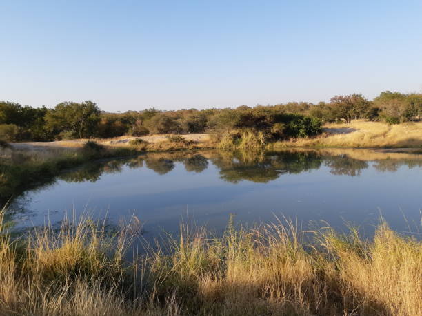 istock Lake with reflection of trees in the water 1294611746