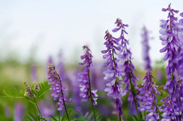 Lilac summer flowers close up with text space