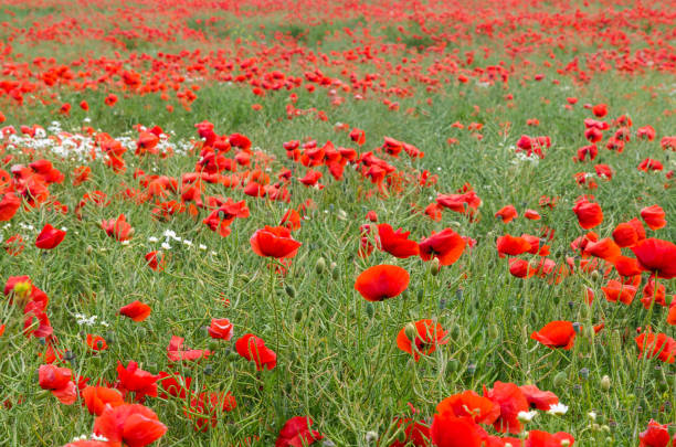 cornfield with poppies all over - 5898 imagens e fotografias de stock