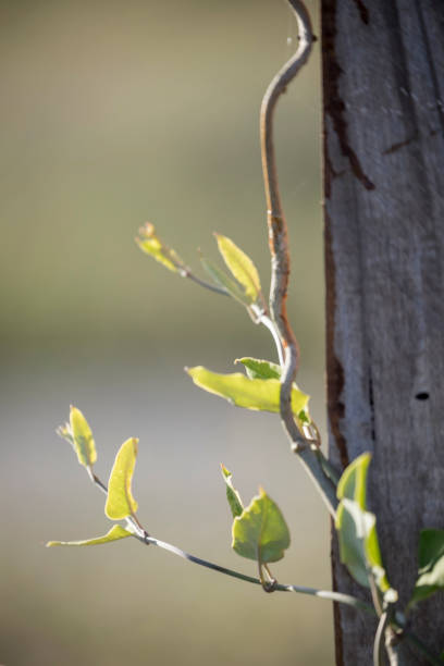 New growth concept stock photo; a