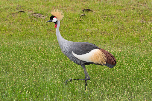 Birds in Tsavo East, Tsavo West and Amboseli National Park in Kenya