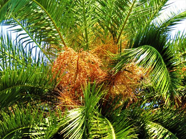 Syagrus romanzoffiana (Queen palm) with fruits. Syagrus romanzoffiana (Queen palm) with fruits.
Queen Palm Tree Berries .
The vibrant red berries or seeds of the Queen Palm hang like grapes from the trunk of a Queen Palm tree. syagrus stock pictures, royalty-free photos & images