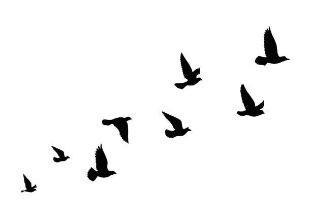 Vector illustration of Flying birds silhouettes on white background. Vector illustration. isolated bird flying. tattoo design.