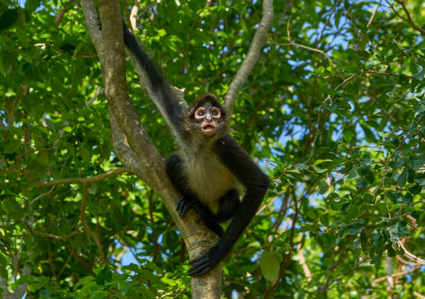 Wild Spider Monkey in Sian Ka'an Biosphere Reserve on the Yucatan Peninsula near Playa Del Carmen Wild Spider Monkey in Sian Ka'an Biosphere Reserve on the Yucatan Peninsula near Playa Del Carmen prehensile tail stock pictures, royalty-free photos & images