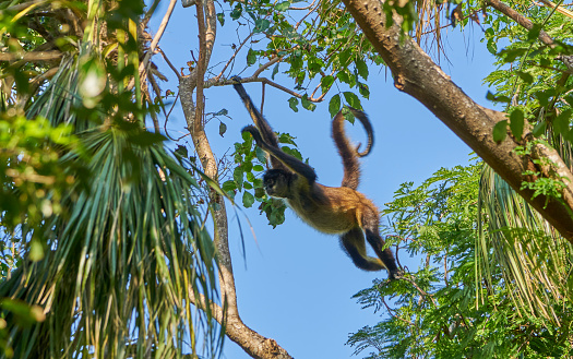 Wild Spider Monkey in Sian Ka'an Biosphere Reserve on the Yucatan Peninsula near Playa Del Carmen