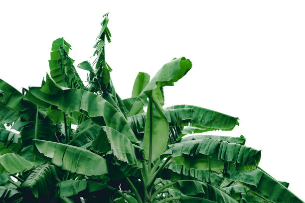 istock abstract green leaf texture, nature background, tropical leaf 1294616389