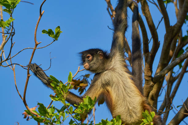 Wild Spider Monkey in Sian Ka'an Biosphere Reserve on the Yucatan Peninsula near Playa Del Carmen Wild Spider Monkey in Sian Ka'an Biosphere Reserve on the Yucatan Peninsula near Playa Del Carmen prehensile tail stock pictures, royalty-free photos & images