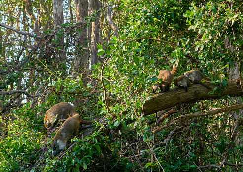 Wild Coati in Sian Ka'an Biosphere Reserve on the Yucatan Peninsula near Playa Del Carmen