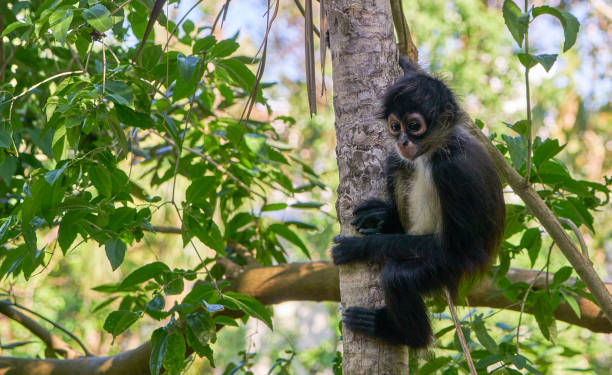 Wild Spider Monkey in Sian Ka'an Biosphere Reserve on the Yucatan Peninsula near Playa Del Carmen Wild Spider Monkey in Sian Ka'an Biosphere Reserve on the Yucatan Peninsula near Playa Del Carmen prehensile tail stock pictures, royalty-free photos & images