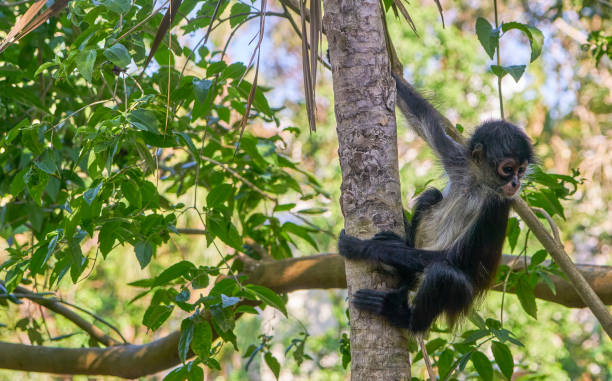 Wild Spider Monkey in Sian Ka'an Biosphere Reserve on the Yucatan Peninsula near Playa Del Carmen Wild Spider Monkey in Sian Ka'an Biosphere Reserve on the Yucatan Peninsula near Playa Del Carmen prehensile tail stock pictures, royalty-free photos & images