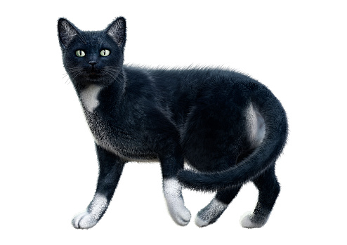 3D rendering of a black domestic cat isolated on white background