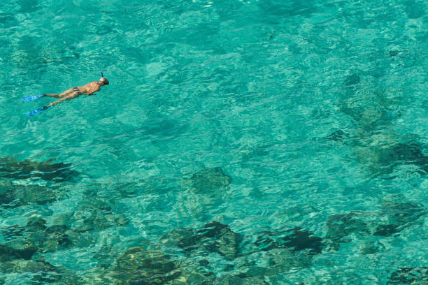 woman snorkeling in the clear water of the caribbean sea on cozumel island off the yucatan peninsula of mexico - cozumel imagens e fotografias de stock