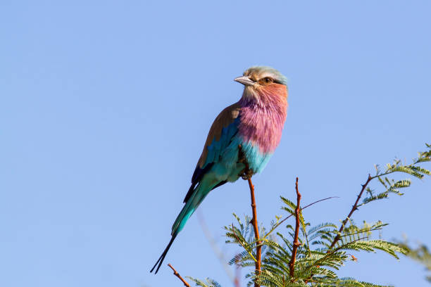 сиреневый грудной ролик в национальном парке пиланесберг - pilanesberg national park фотографии стоковые фото и изображения