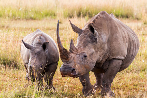 istock White rhinoceros in a game reserve 1294619342