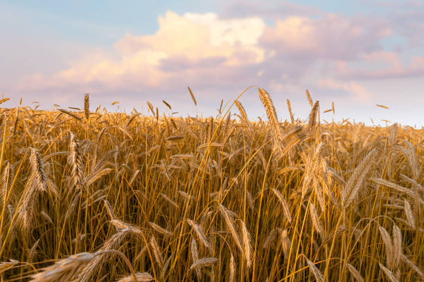 istock Rye ears on a field under beautiful sunset sky. 1294619667