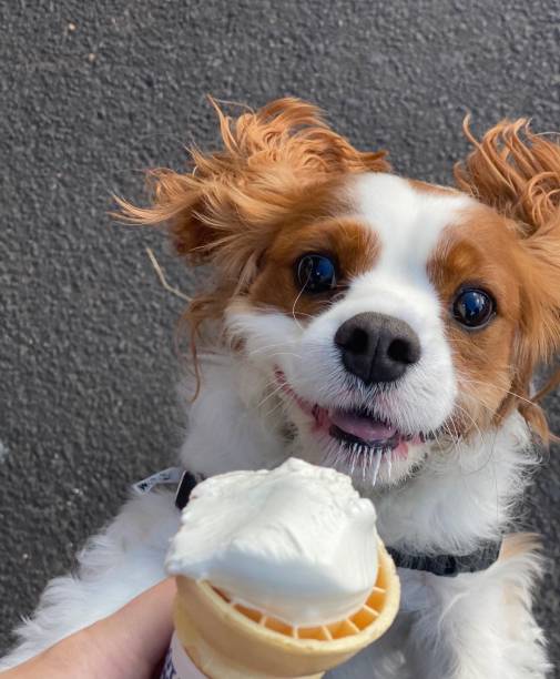 Ice cream season Fluffy dog with his treat. 2273 stock pictures, royalty-free photos & images