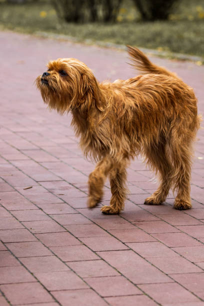 istock Decorative Belgian dog Griffin for a walk in the city park. 1294620002
