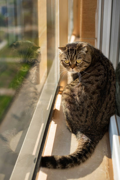 istock Scottish fold cat is sitting on balcony 1294620387