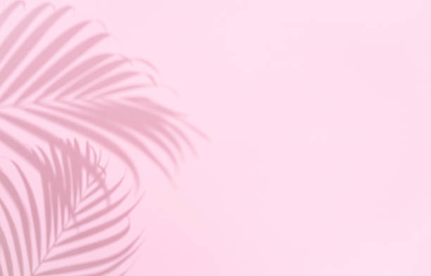 istock Shadow of tropical palm tree leaf on pink background,  copyspace. Minimal summer concept 1294621825
