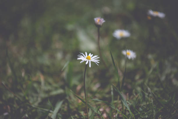 istock Close up of a plant with a soft background 1294621959