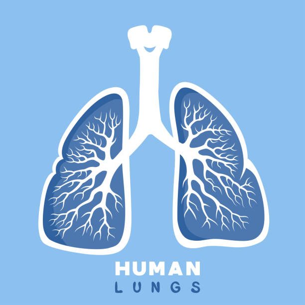 bildbanksillustrationer, clip art samt tecknat material och ikoner med mänskliga lungor. konceptdesign. - lunga illustrationer