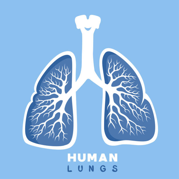 Human lungs. Concept design. Human lungs. Internal organ. respiratory tract stock illustrations