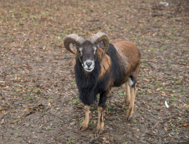 istock Wild west African Dwarf Cameroon goat closeup 1294622831