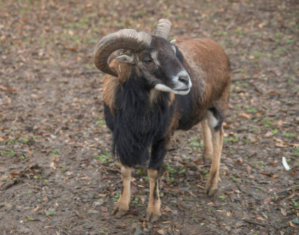 istock Wild west African Dwarf Cameroon goat closeup 1294622834