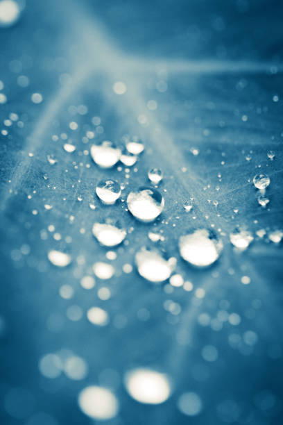 Dew drops on leaf fresh nature abstract background.