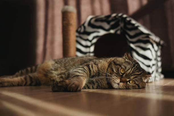 istock Scottish fold cat is laying on the floor 1294626316