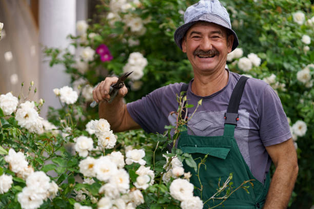 istock Senior man in garden cutting roses 1294626902