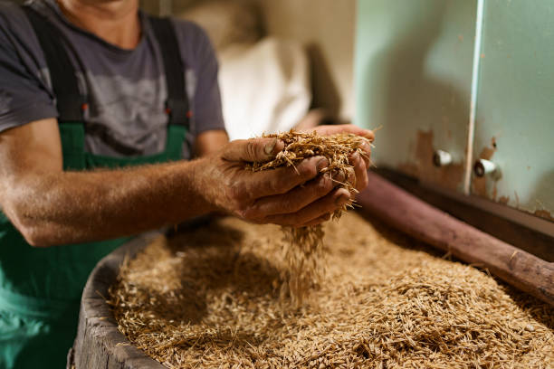 istock Men hands with a handful of oats on the background 1294626921
