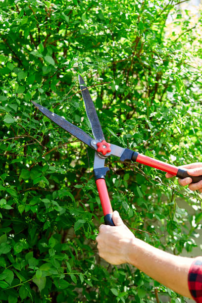 istock Man hands cuts branches of bushes with hand pruning scissors. 1294627216