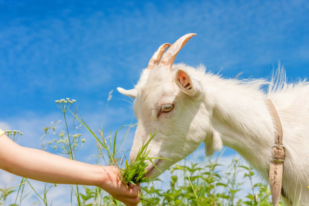 white goat chewing grass - animals feeding animal child kid goat imagens e fotografias de stock