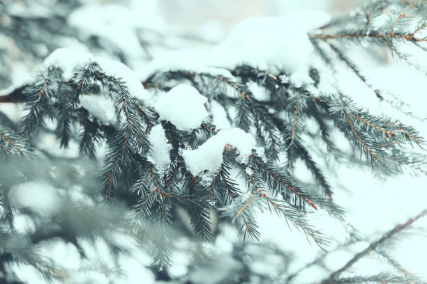 istock Winter spruce foggy background 1294627374
