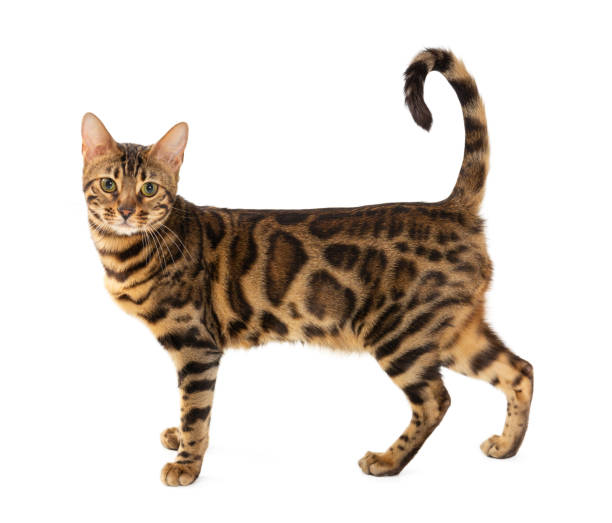 istock Bengal cat isolated on white background. 1294628934