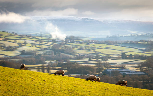 Rural Welsh landscape Sheep and rolling hills in the Brecon Beacons national park, Wales wales mountain mountain range hill stock pictures, royalty-free photos & images