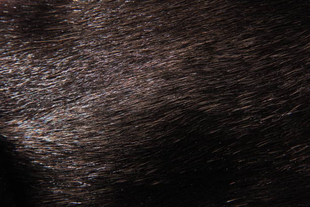 istock The texture of the fur, black mink 1294630942