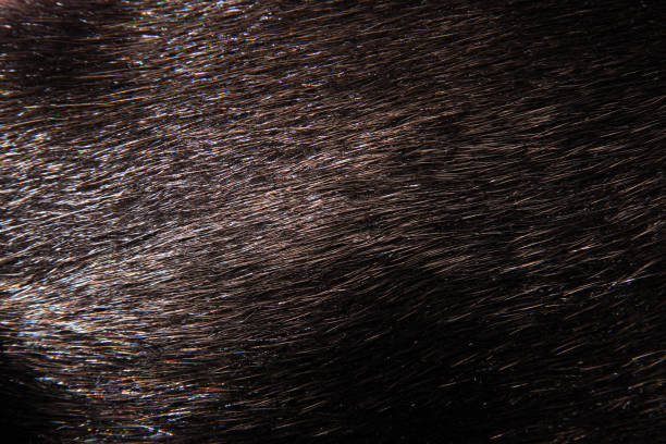 istock The texture of the fur, black mink 1294632425