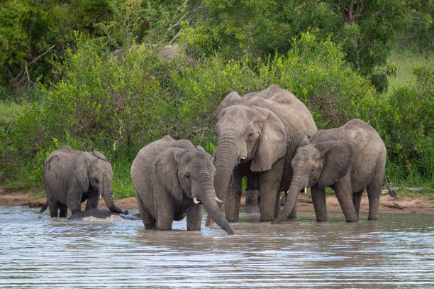 istock African Elephants At Water 1294634226