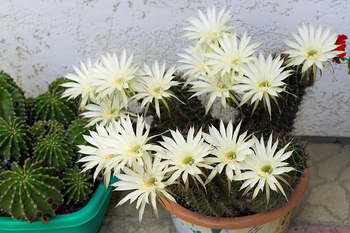 Large white flowers grown on a prickly green cactus